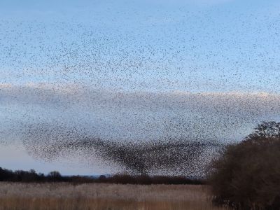 RSPB & Murmurations 1