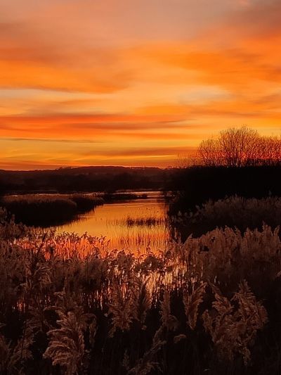 RSPB & Murmurations 1