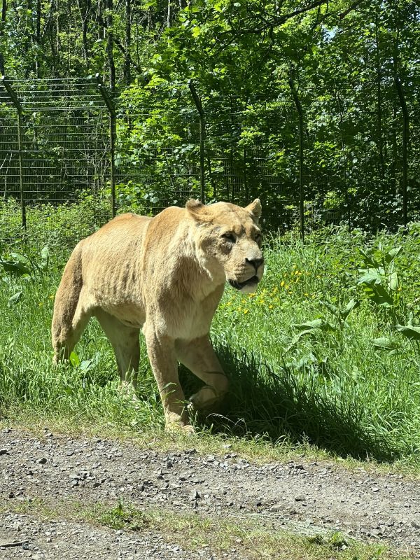 Longleat Safari Park