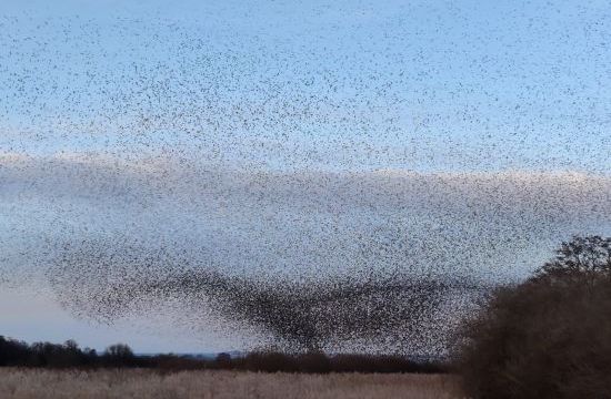 Murmurations.jpeg